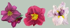 Chicago Royal Robe, Lil Squeeze, Siberian Iris
