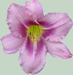 Purple BiColor Day Lily