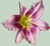 Mauve Day Lily