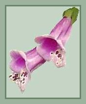 Strawberry Foxglove