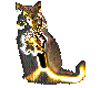 gold cat