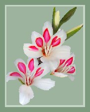 Nymph Gladiola, Height 24 inches, began blooming 2nd week of June. They were given a prize space between the peonies in the second tier of the peony bed.