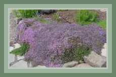 Herb Bed, east side.  Blooming purple thyme, hyssops, corsican mint, basil, sage, oregano.