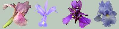 Irises: Superstition, Rasberry Blush, Light Blue Japanese, Siberian 