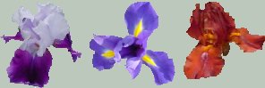 Irises:  Cambridge, Japanese, Blue Lady, Spartan