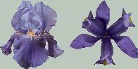 Irises:  Cambridge, Japanese, Blue Lady, Spartan