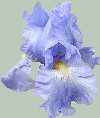 Babbling Brook Iris, 2110