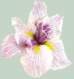 Siberian Iris