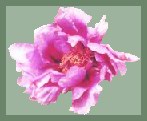 Paeony Suffruticosa Lavender