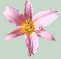 Pink Lily