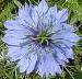 Love in a Mist