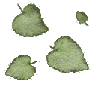 Lamium Leaves