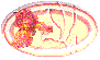 oval