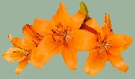 Orange Lily