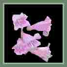 Penstemon, 2005
