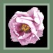 Irri Bfly Peony