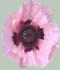 Pink Oriental Poppy