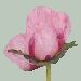 Pink Oriental Poppy