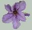 Ramona Clematis