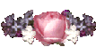 rose set