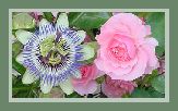 Passion Vine, Bonita Roses and Clematis across from Herb Bed