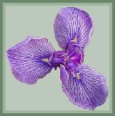 Siberian Iris