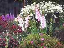 August, 1999: Cistus, mums, shastas