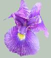 Name Unknown