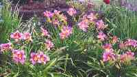 Purple Bicolor and Starburst Mauve Day Lilies