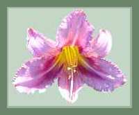 Starburst Mauve Day Lily.