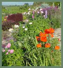 Peonies in Garden - View of second tier.