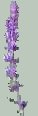 Victorian Sage