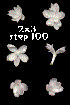 single white lilac flowers