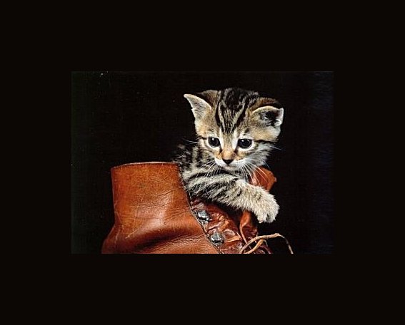kitty_in_shoe.jpg (28182 bytes)
