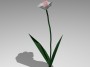 Daffodil