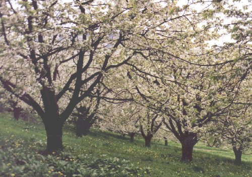 Kirschblte in Igensdorf