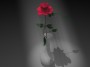 Rose in Spotlight