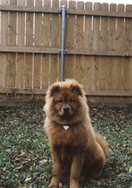My precious ex-doggy, Feihong.