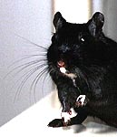 black (aaCCEEGGPP)