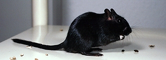 black (aaCCEEGGPP)