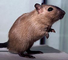 Burmese