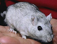 silver nutmeg