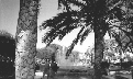Daytime In The West End, San Antonio