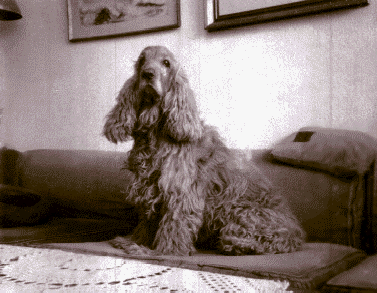 My late Coker Spaniel - Honey...