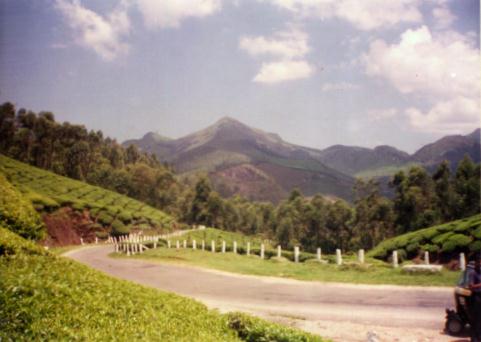 Munnar is a tourist spot in Kerala my home state, which is in southern India.