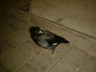 bird02s