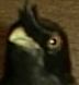 bird03