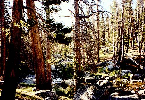 Tuolumne river
