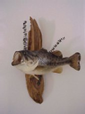 bass.jpg (5363 bytes)