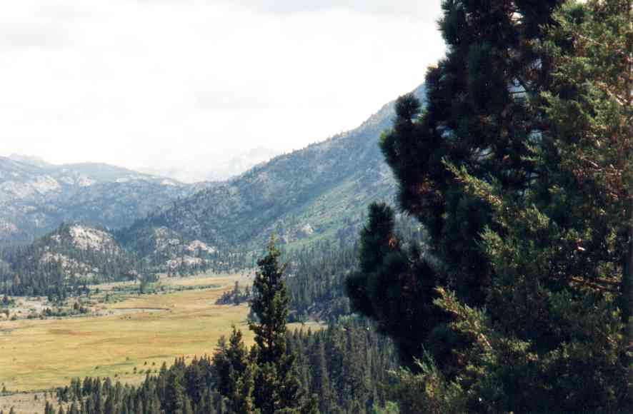 Leavitt meadow